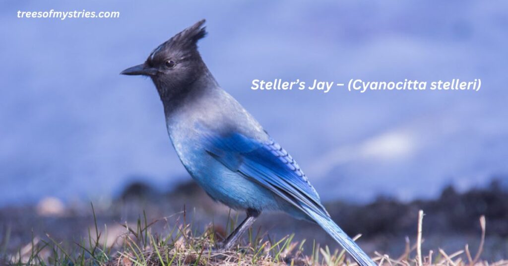 1.Stellerβs Jay β (Cyanocitta stelleri):