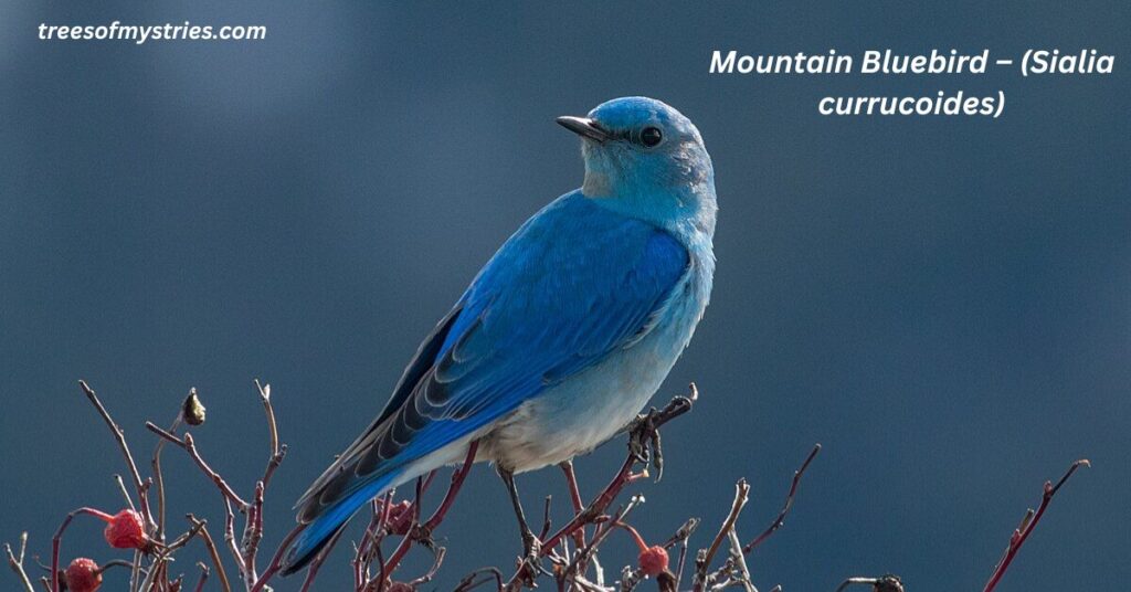 4. Mountain Bluebird β (Sialia currucoides):