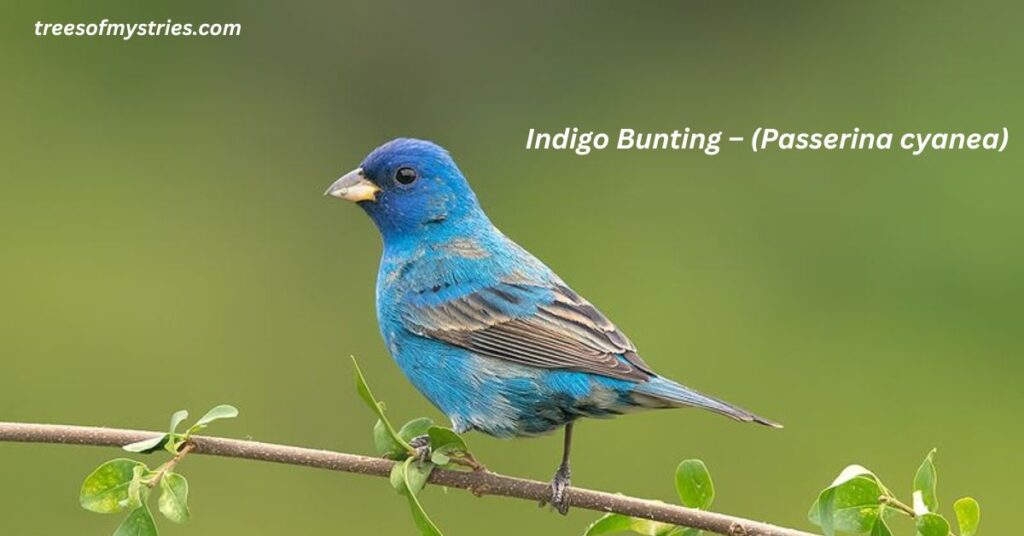 Indigo Bunting β (Passerina cyanea):