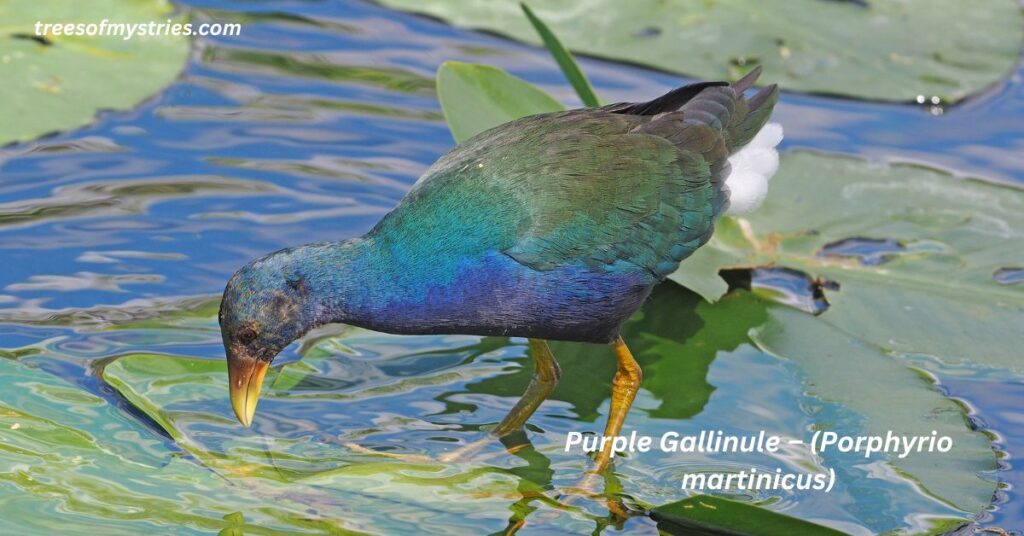 purple-gallinule-porphyrio-martinicus